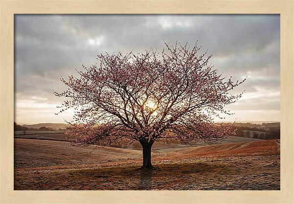 Winter Flowering Cherry Tree