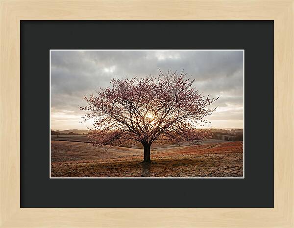 Winter Flowering Cherry Tree