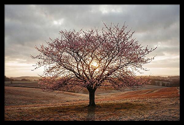 Winter Flowering Cherry Tree