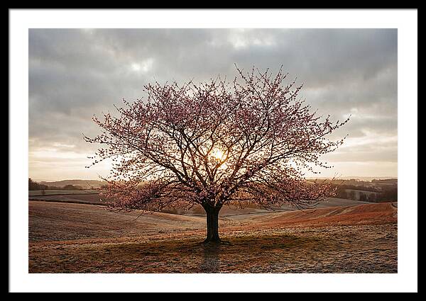 Winter Flowering Cherry Tree