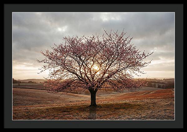 Winter Flowering Cherry Tree