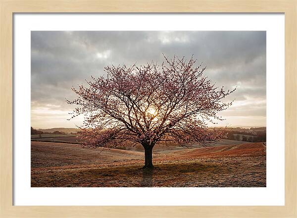Winter Flowering Cherry Tree