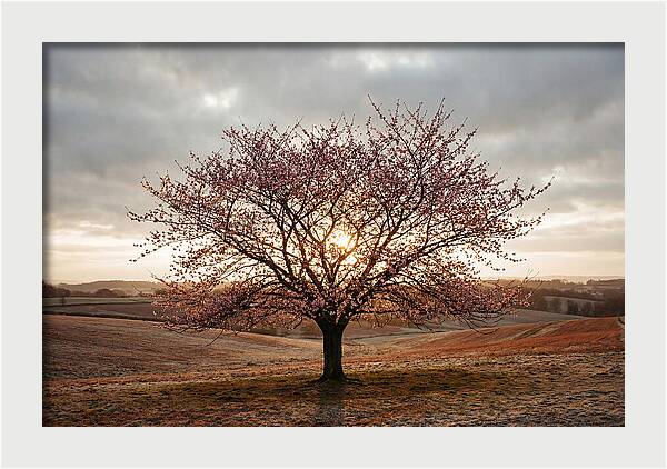 Winter Flowering Cherry Tree