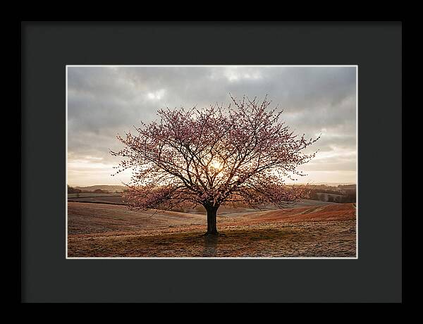 Winter Flowering Cherry Tree