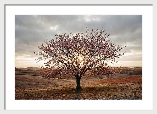 Winter Flowering Cherry Tree