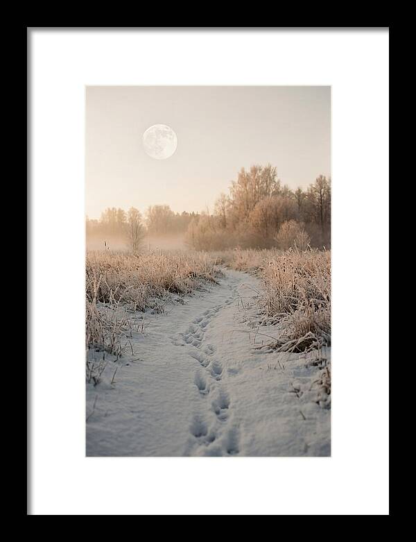 Winter Fox Tracks Under Moonlight