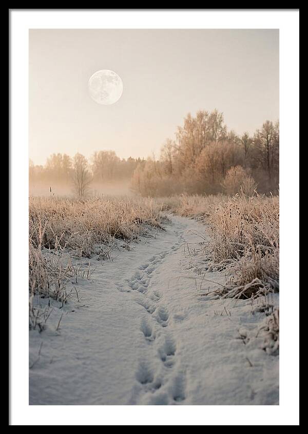 Winter Fox Tracks Under Moonlight