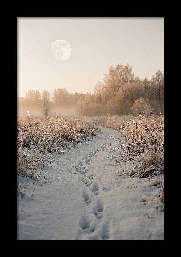 Winter Fox Tracks Under Moonlight