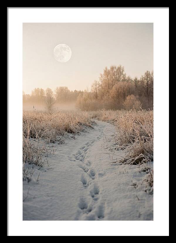 Winter Fox Tracks Under Moonlight