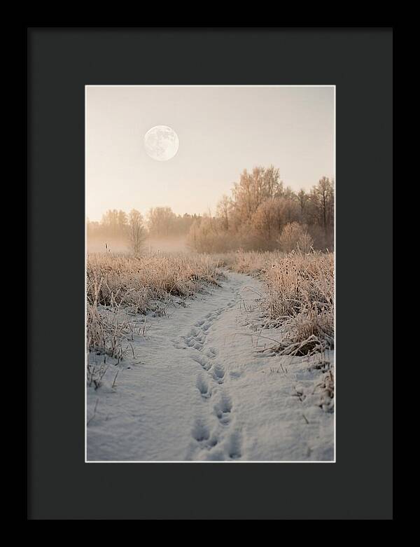Winter Fox Tracks Under Moonlight