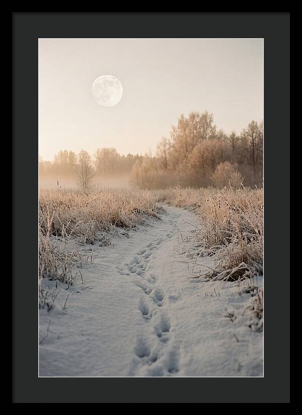 Winter Fox Tracks Under Moonlight