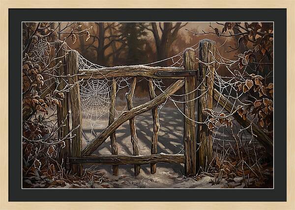 Winter Frost On Cobwebs