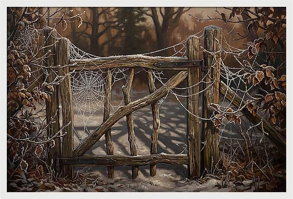 Winter Frost On Cobwebs