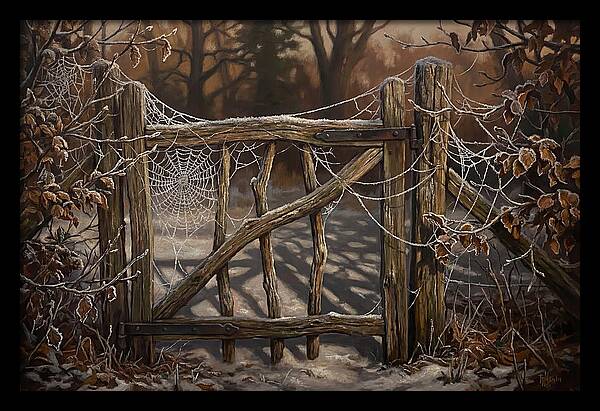 Winter Frost On Cobwebs