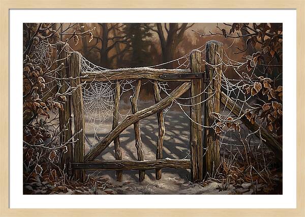 Winter Frost On Cobwebs