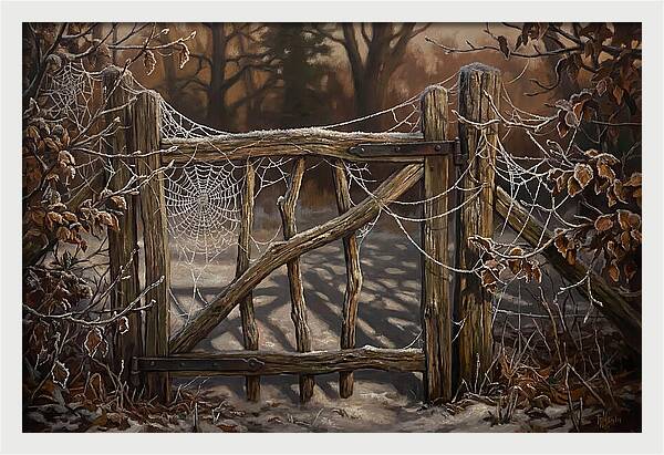 Winter Frost On Cobwebs