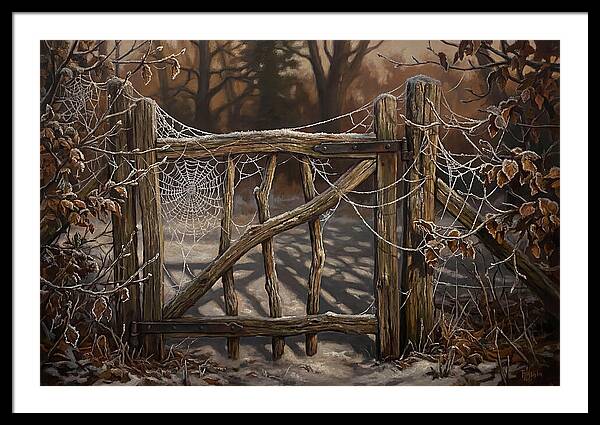 Winter Frost On Cobwebs