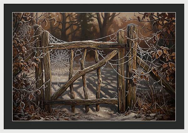 Winter Frost On Cobwebs