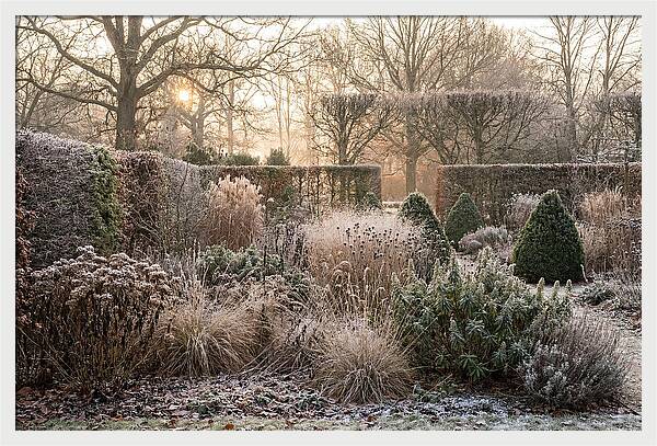Winter Garden Serenity