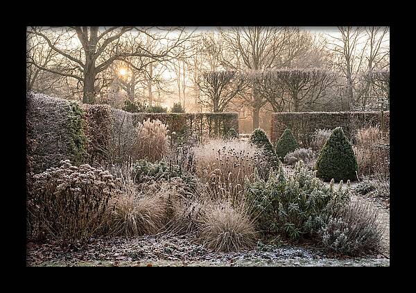 Winter Garden Serenity