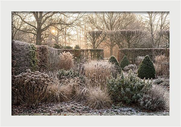 Winter Garden Serenity