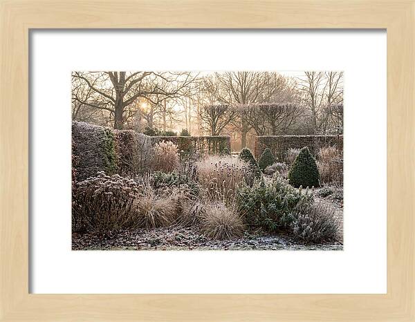 Winter Garden Serenity
