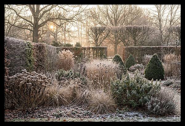 Winter Garden Serenity