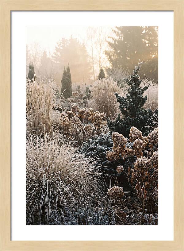 Winter Garden Serenity