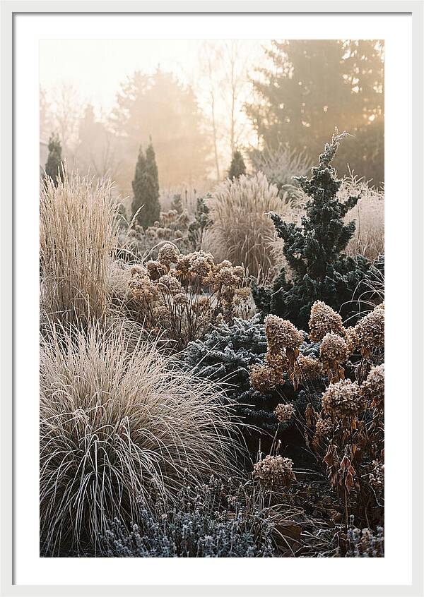 Winter Garden Serenity