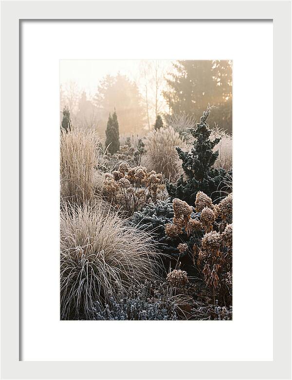 Winter Garden Serenity