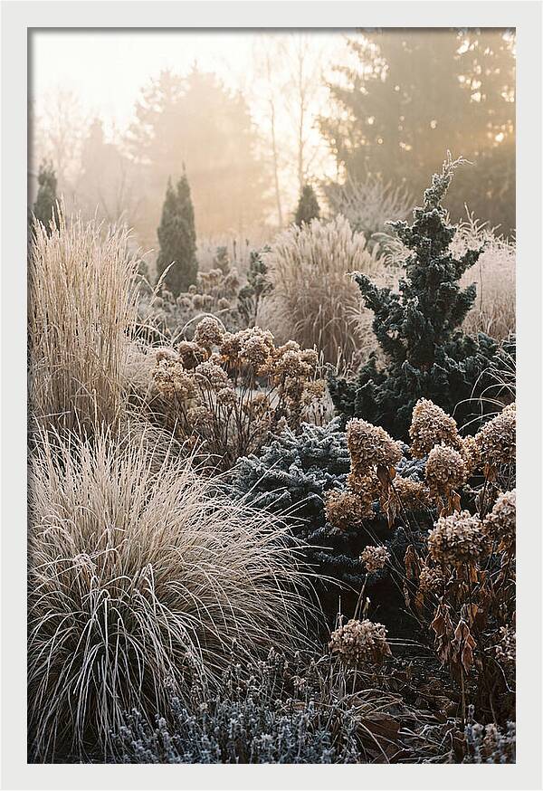 Winter Garden Serenity