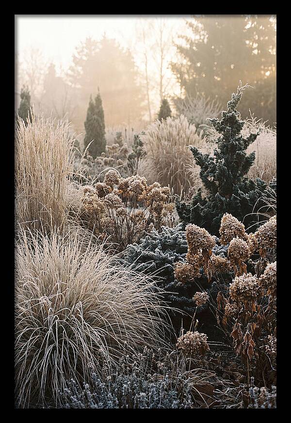 Winter Garden Serenity
