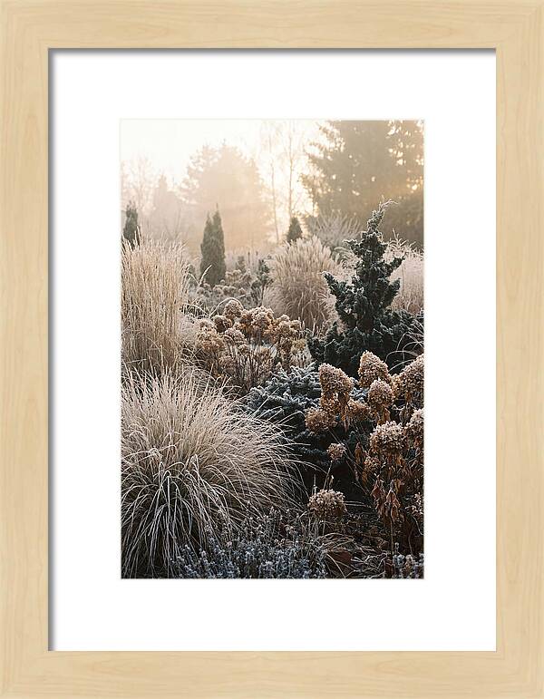 Winter Garden Serenity
