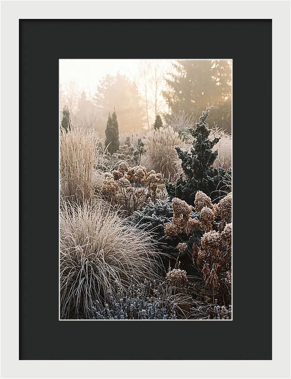 Winter Garden Serenity
