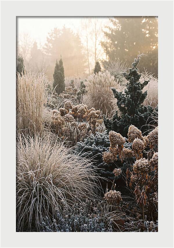 Winter Garden Serenity