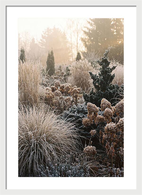 Winter Garden Serenity