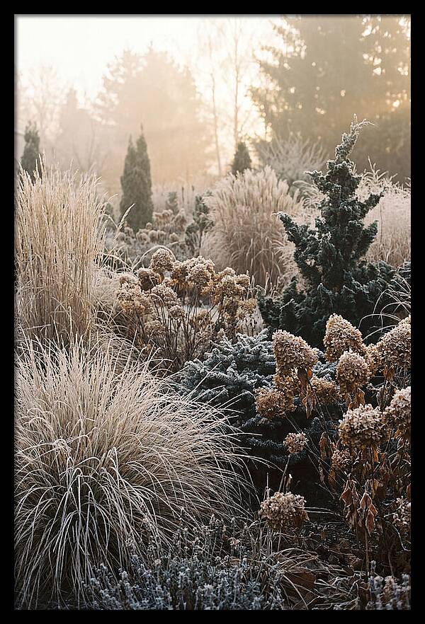 Winter Garden Serenity