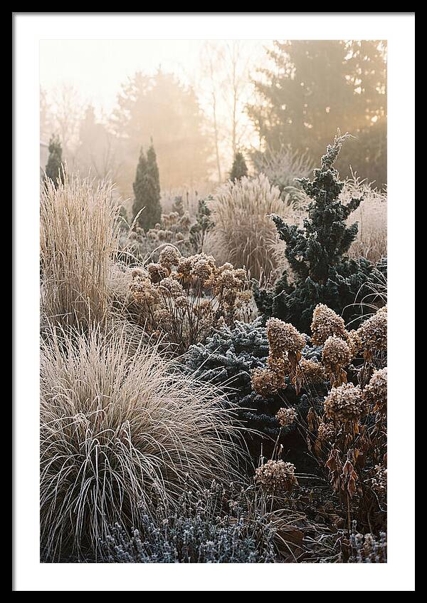 Winter Garden Serenity