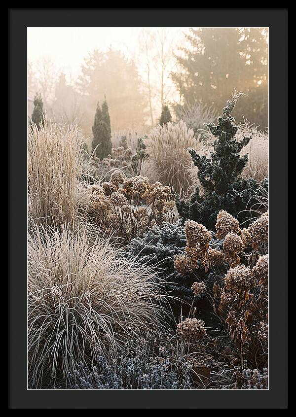 Winter Garden Serenity