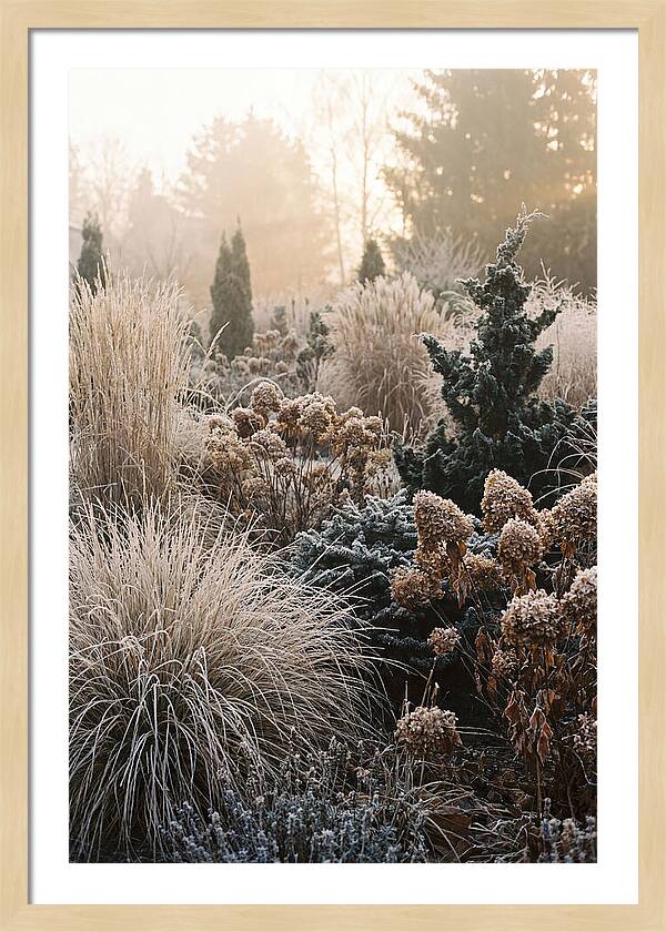 Winter Garden Serenity