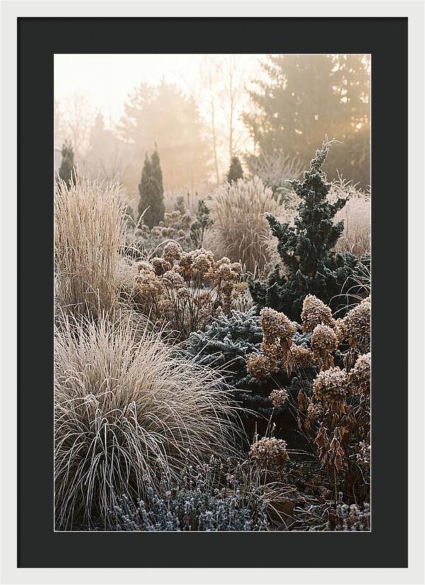 Winter Garden Serenity