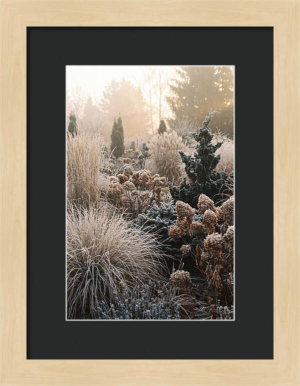 Winter Garden Serenity