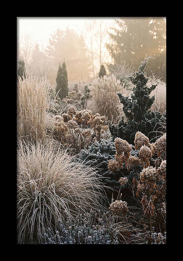 Winter Garden Serenity