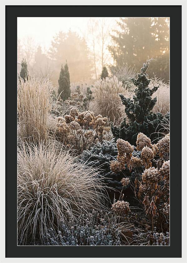 Winter Garden Serenity