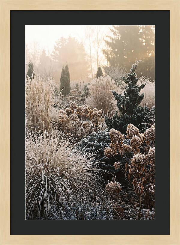 Winter Garden Serenity