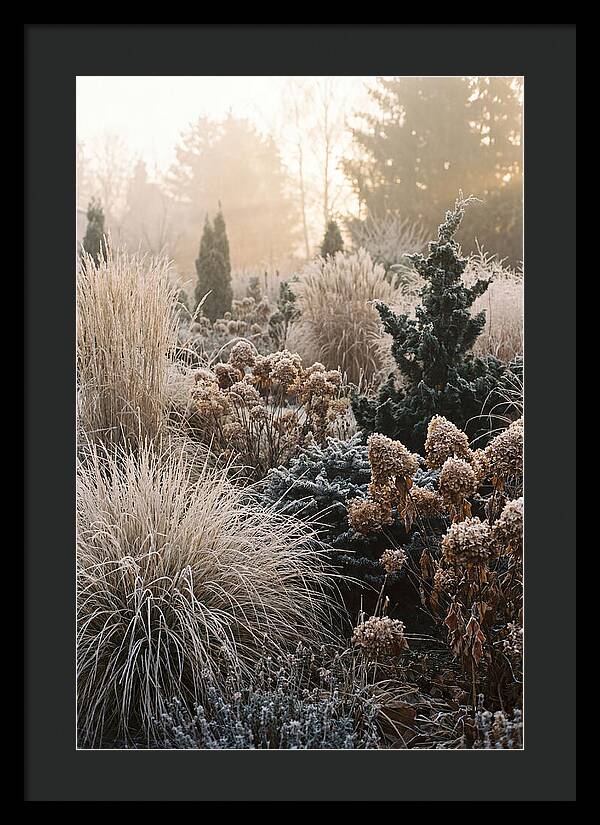 Winter Garden Serenity