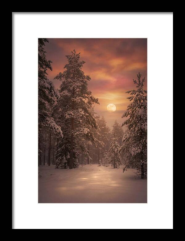 Winter Moonlight Over Snowy Pines