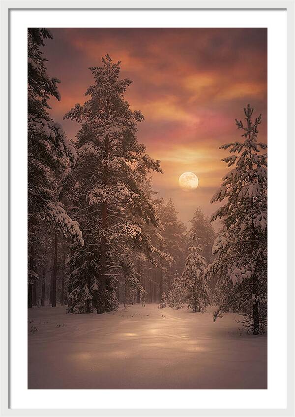Winter Moonlight Over Snowy Pines
