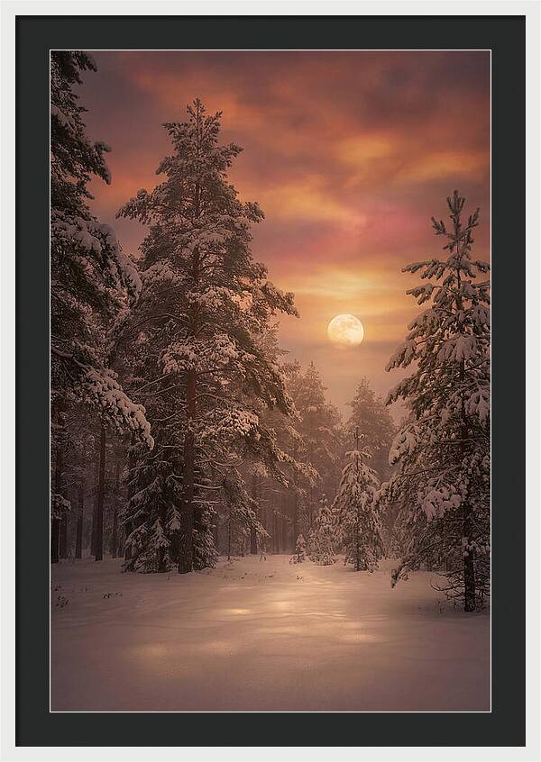 Winter Moonlight Over Snowy Pines