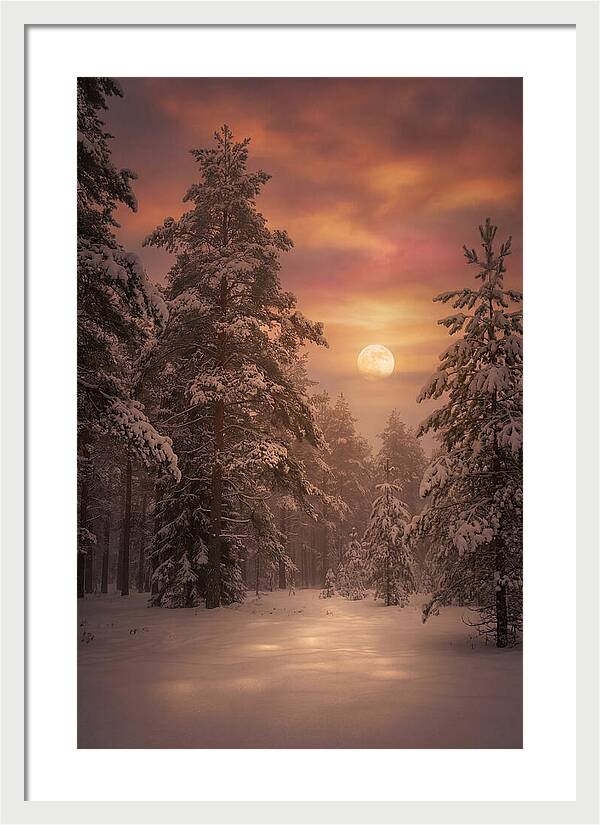 Winter Moonlight Over Snowy Pines